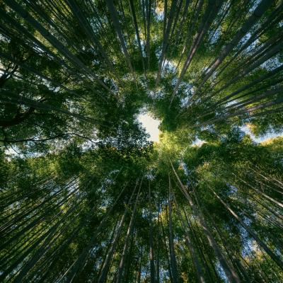 B Biagini Julian Monte Santa Maria Tiberina Pg B1 Foresta Di BambU