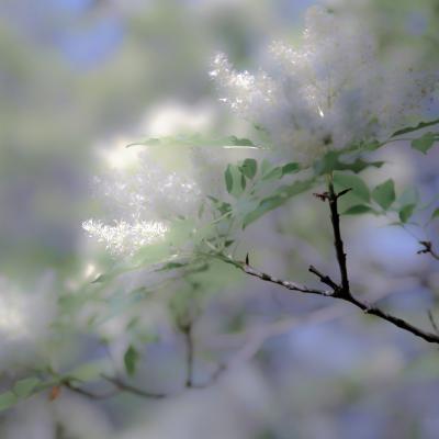 B Bordoni Nadia Pavia Pv B2 Raggi Di Fiore