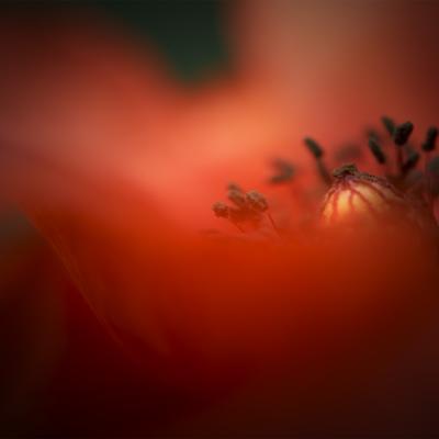 B Brun Mary Rho Mi B3 Profondo Rosso