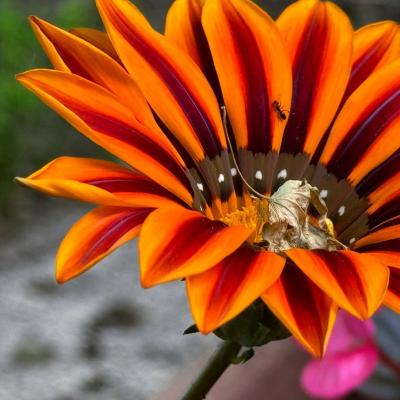 B Celebrin Martina Venezia Ve B3 Il Fiore