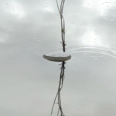 B Esposto Lucia Laura 20134 Milano Mi B1 Equilibrio Naturale 2024