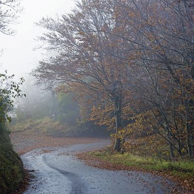 B Giannecchini Vittoriano Massarosa Lu B3 Foliage