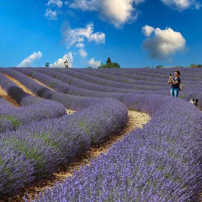 B Puosi Antonio Duilio Massarosa Lu B2 Immersi Nella Lavanda