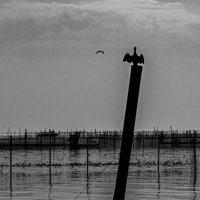 A Canonico Edmondo Como Co A3 Cormorano Delta Del Po
