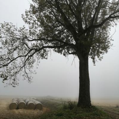 B Bertassi Roberto Valle Lomellina Pv B3 Autunno In Lomellina