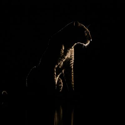 B Stanco Rocco Desio Mb B3 Una Notte In Kenya Leopardo 2