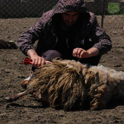 B Vanzu Stefano Vaprio Dadda Mi B2 Armenia I Pastori Yazidi 2