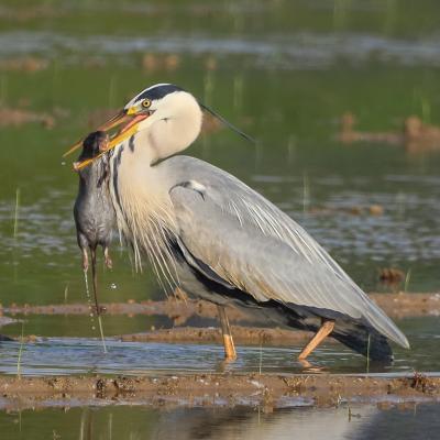 B Bazzini Giacomo Pavia Pv B3 Ricerca Del Cibo 3. Airone Cenerino Cattura Una Nutria In Risaia