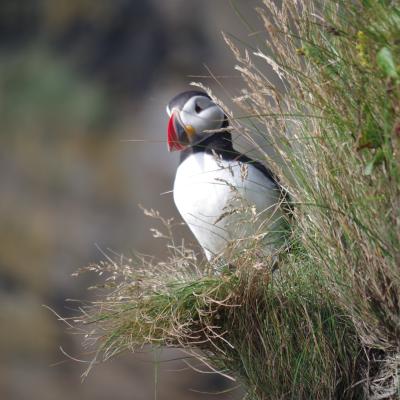 B Bruschi Federica Casanova Lonati Pv B3 Puffin Scogliera Di Vik Islanda