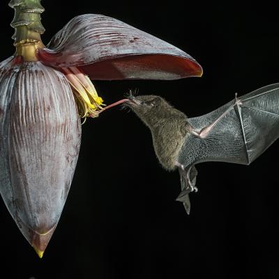 B Maitan Gianni Trissino B2 Nectar Bat N9