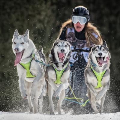 B Boscato Adriano Pove Del Grappa B3 Sleddog 61