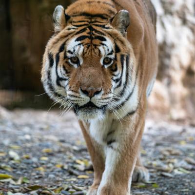 B Lorenzi Marco Bergamo B1 Leleganza Della Tigre