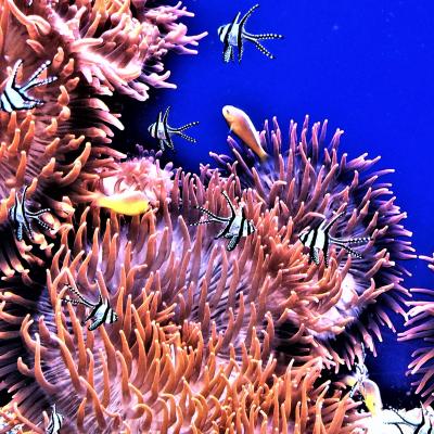 B Paglino Angelo Mortara B3 Acquario