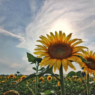 B Sala Stefano Vigevano B1 Come Un Girasole