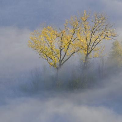 B Tentorio Maurizio Triuggio B3 Nebbia