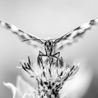 A Bertolone Alina Borzonasca Ge A2 Butterfly