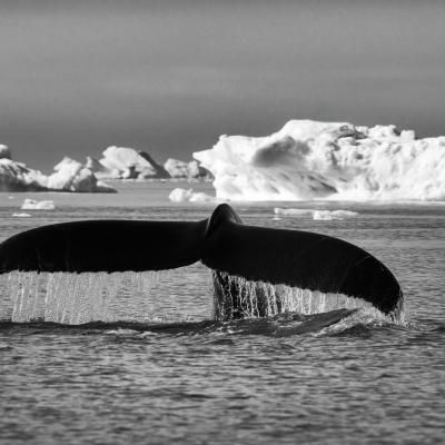 A De Rosa Luigi Livorno Li A2 Coda Tra Iceberg