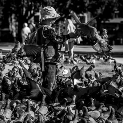 A Menghini Mirko Terni Tr A2 Pigeons And Happiness